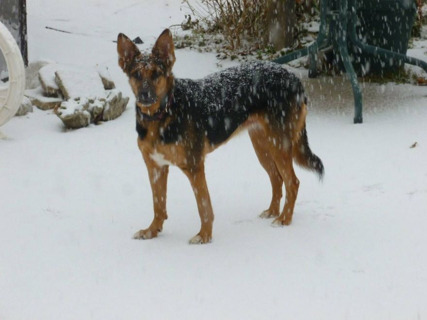 Message From A Lebanese Dog Applying For Adoption Message From A Lebanese Dog Applying For Adoption