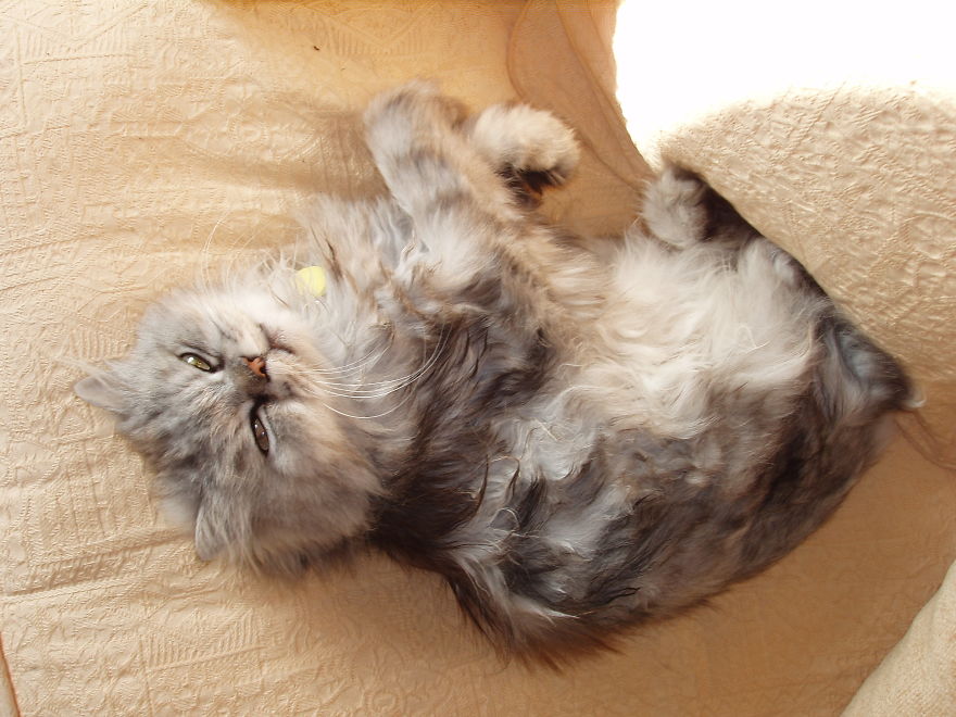 Bagpuss Safe At Home With Us!