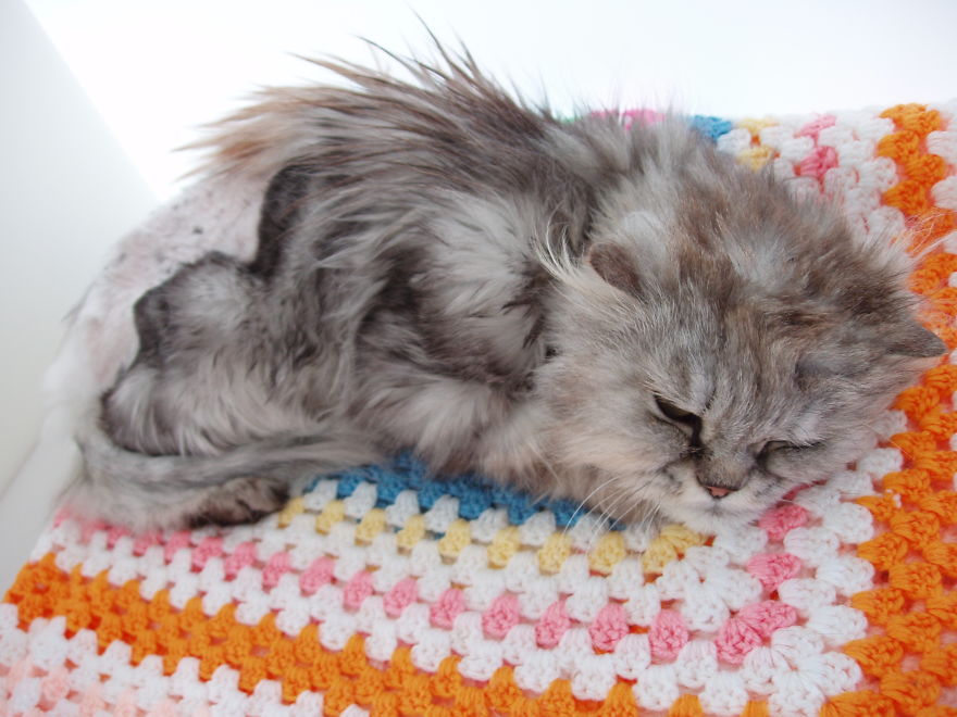 Bagpuss The Starved Abandoned Persian At The Rspca, Had Half His Matted Fur Shaved Off......