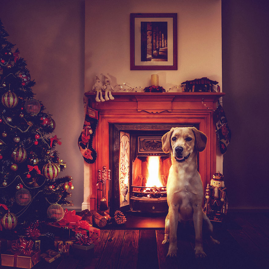 I Photograph Stray Dogs At Rescue Center To Help Them Get Adopted I Photograph Stray Dogs At Rescue Center To Help Them Get Adopted