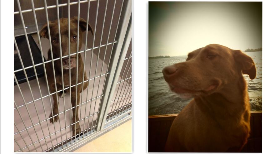 Indiana Jones Abandon And Picked Up By Lccc. Now He Goes On Vacation With Me.