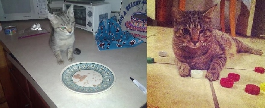 Stella Rescued From Abandoned Building. She Was Very Sick & Lost Her Eye, But Not Her Spirit