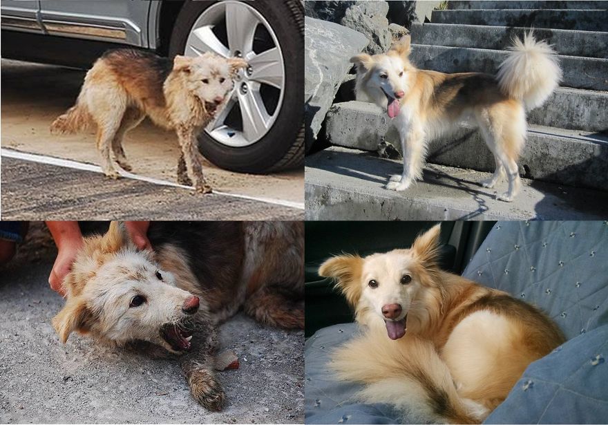 Succeeding From The Streets Of Taiwan - Nike The Pooch Of Victory
