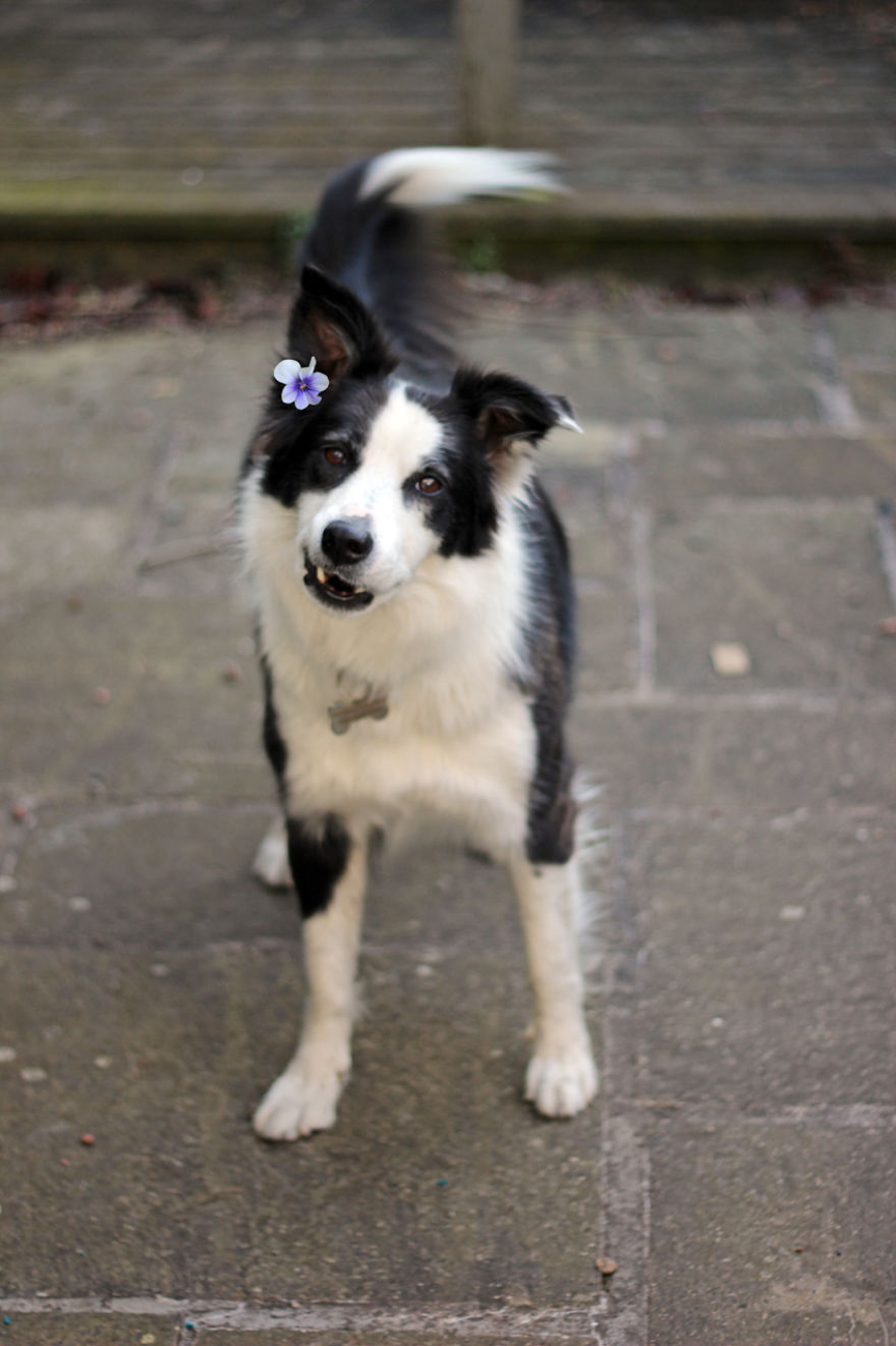 Bella's Little Gallery Of Dog Art