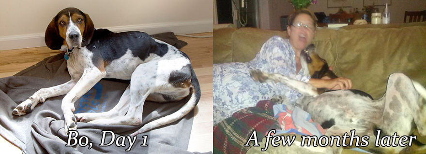 This Is Bo -- When We Adopted Him He Was 50lbs, When Fed Regularly He Was A Happy 75lbs.