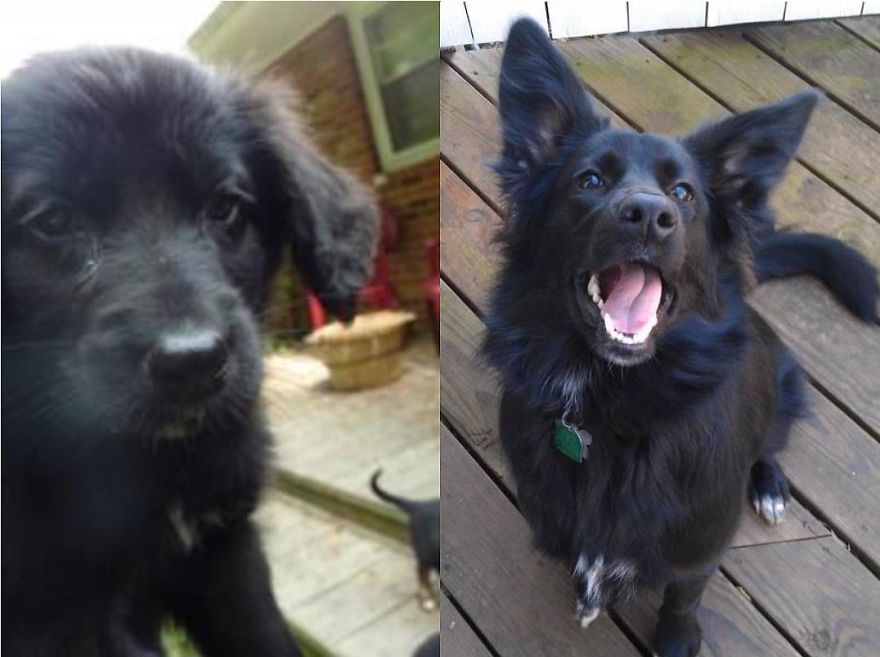 Brewster - Her Rescue Website Puppy Photo Vs. Her Happy Dog Face