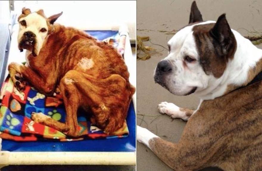 Brian Rescued From Backyard Breeders