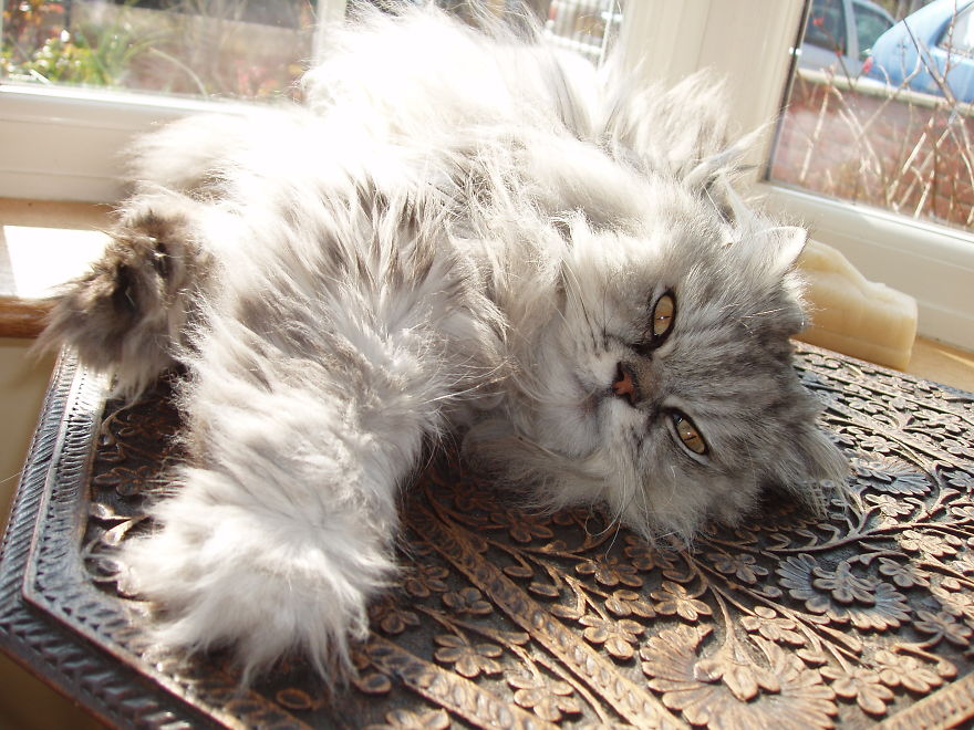 Bagpuss Was Starved And Abandoned Before We Adopted Him And Then He Became Magnificent King Cat