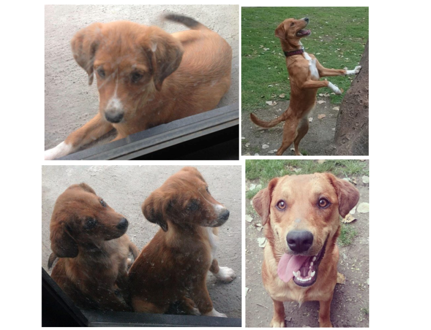 Timon & Pumba, These Sisters Who Were Rescued And Grew Up Together.