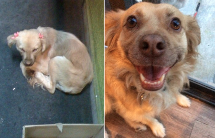 Some Said I Had Rescued The Ugliest Dog, But Now She Is The Happiest. I Love Yoko