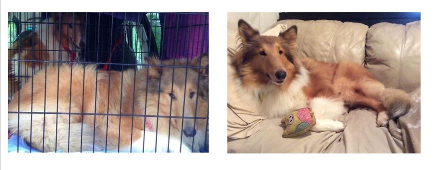 Kira - Puppy Mill To Couch Collie