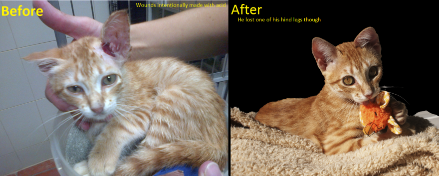 Skuchnyy Before And After Coming To His New Home