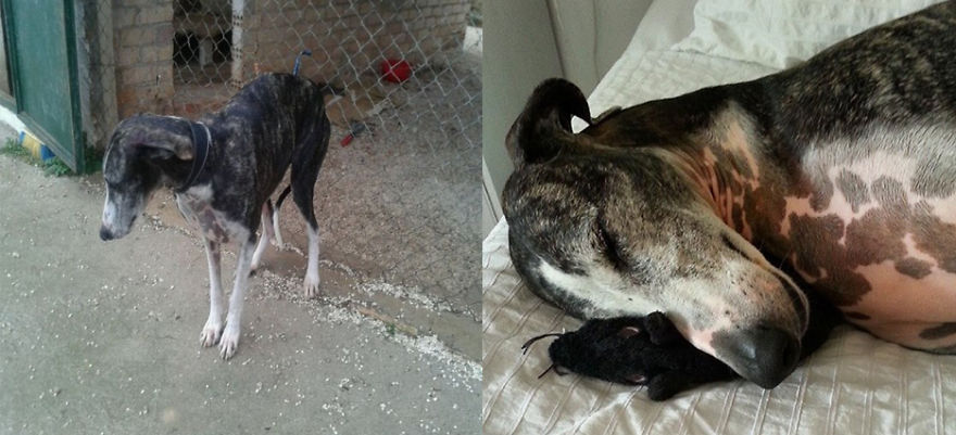 Carozo Was Abandoned After Being Used By Hunters. Now In A Loving Home.