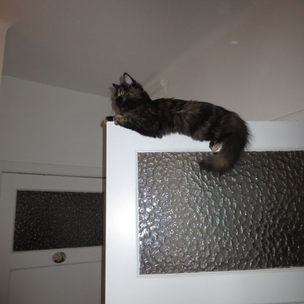 Looking For A Fly To Hunt !