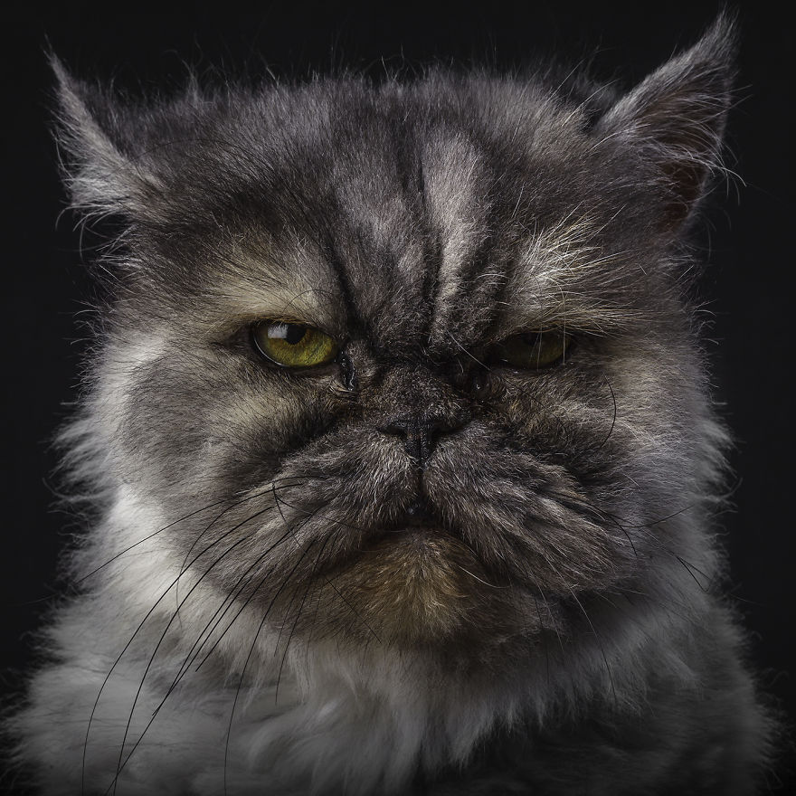 I Take Personal Portraits Of Dogs, Cats And Horses