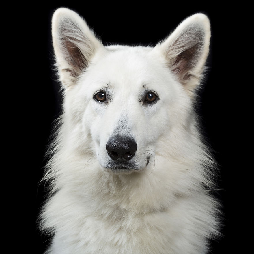 I Take Personal Portraits Of Dogs, Cats And Horses