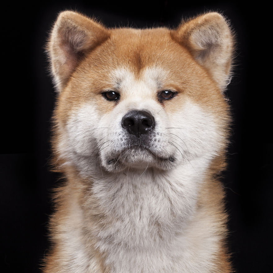 I Take Personal Portraits Of Dogs, Cats And Horses