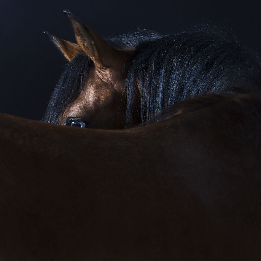 I Take Personal Portraits Of Dogs, Cats And Horses