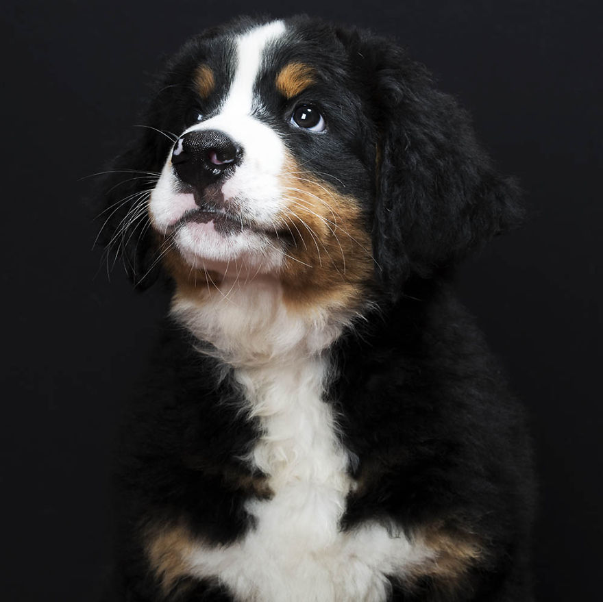 I Take Personal Portraits Of Dogs, Cats And Horses