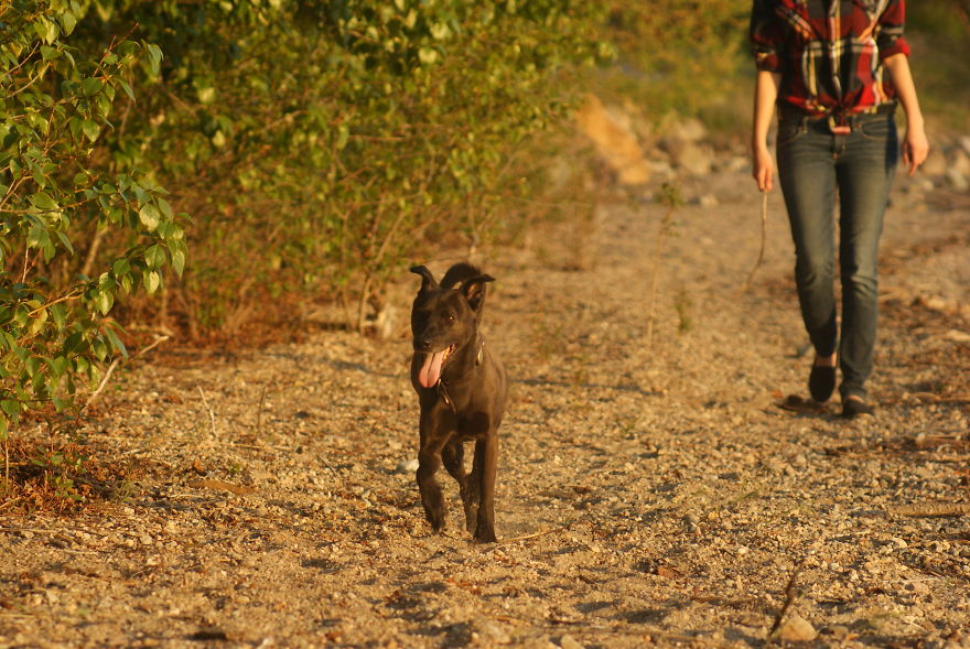 Rescued From The Streets Of Taiwan - Reginald After