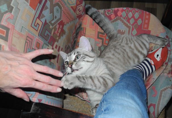 What To Attack First? Fox Sock Or Hand?