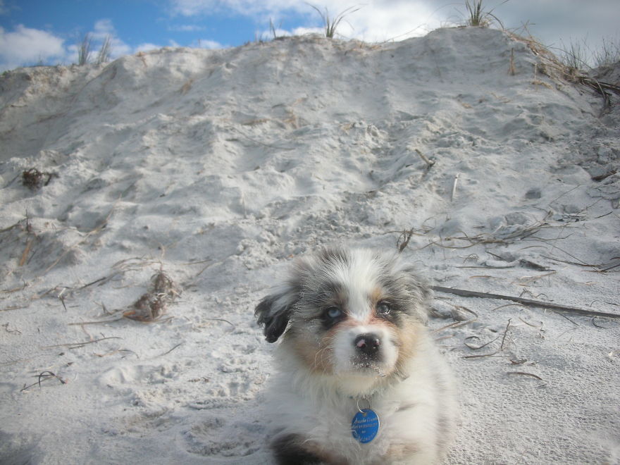 Sasha 9 Week Australian Shepherd