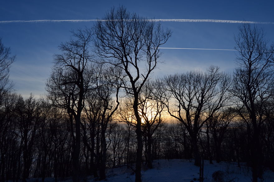 Race Over The Forest