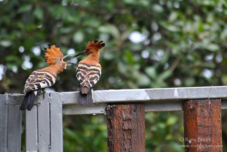 Nagging Hoopoe