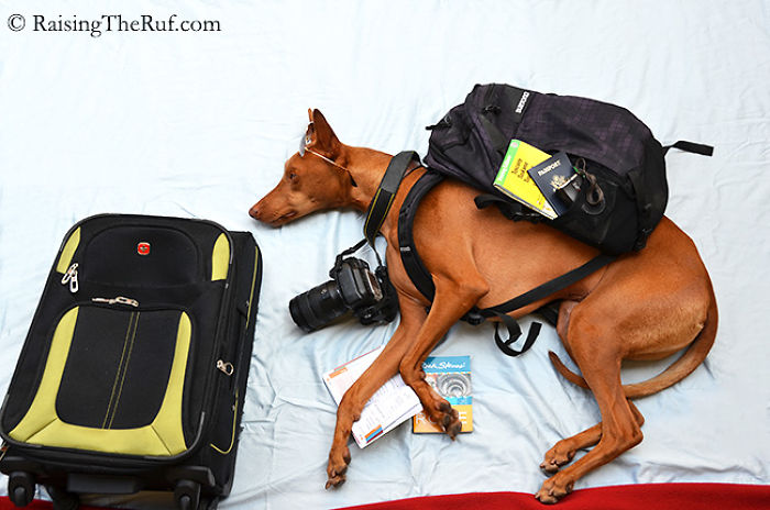 Meet Rufus: My Dog Who Has Funny Adventures While Sleeping