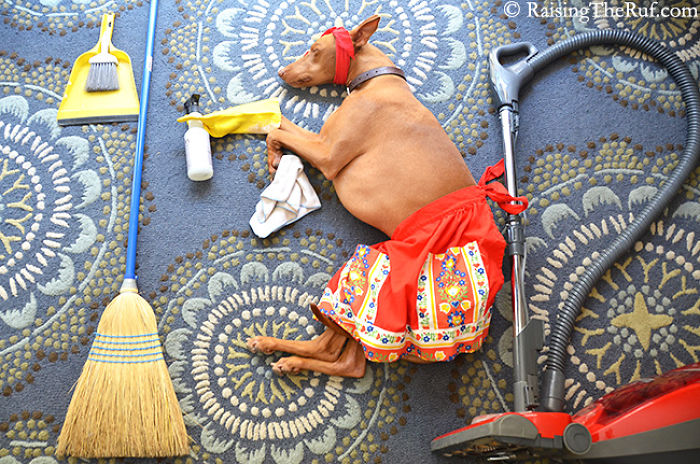 Meet Rufus: My Dog Who Has Funny Adventures While Sleeping Meet Rufus: My Dog Who Has Funny Adventures While Sleeping