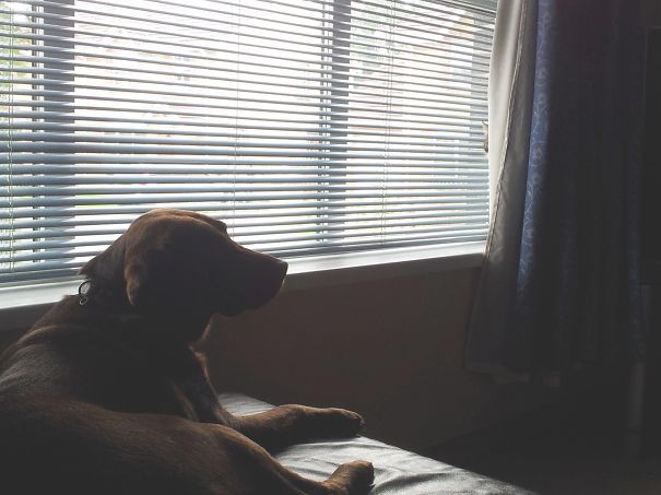 Dog Has No Idea Of The Trouble She's In.