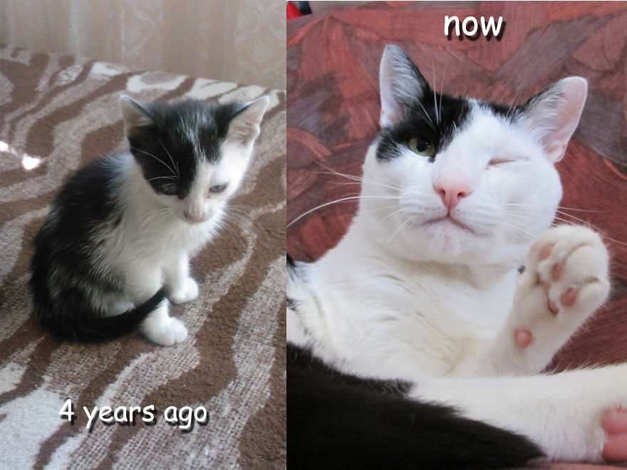 Denis- From Skinny, Sad Kitty To Big, Fat And Happy Cat :3