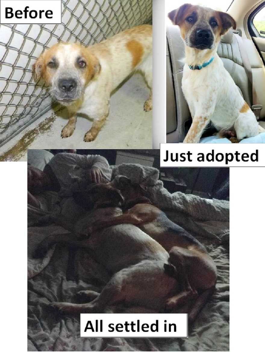 Dexter Rescued From A Shelter In North Carolina