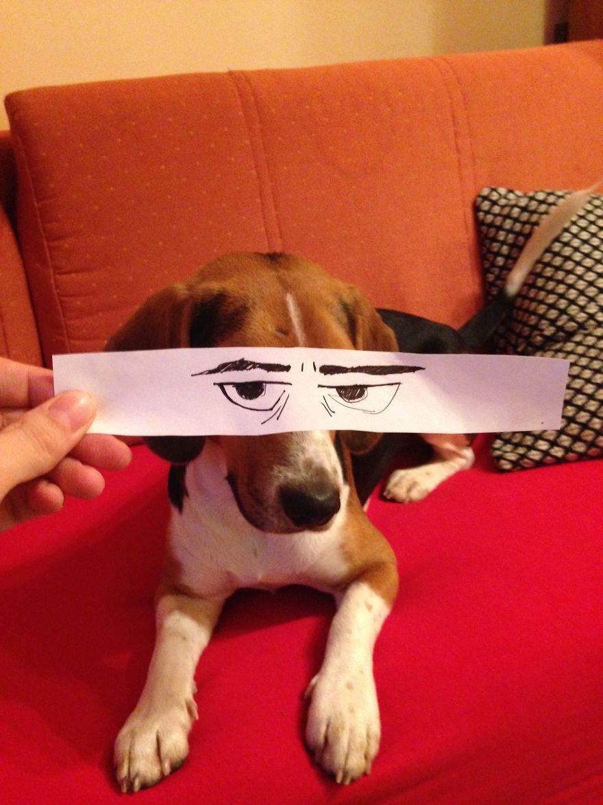 I Create Funny Eye Illustrations For My Dog Juno I Create Funny Eye Illustrations For My Dog Juno