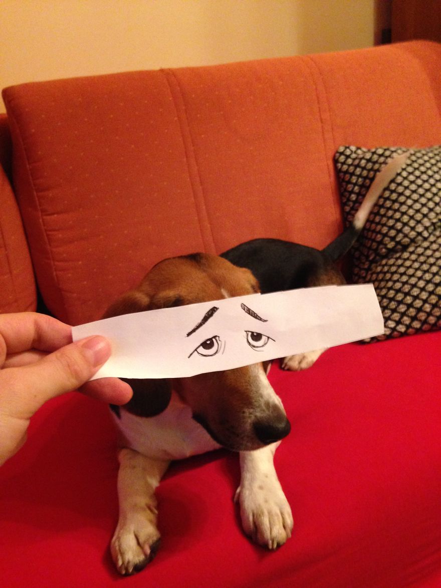 I Create Funny Eye Illustrations For My Dog Juno