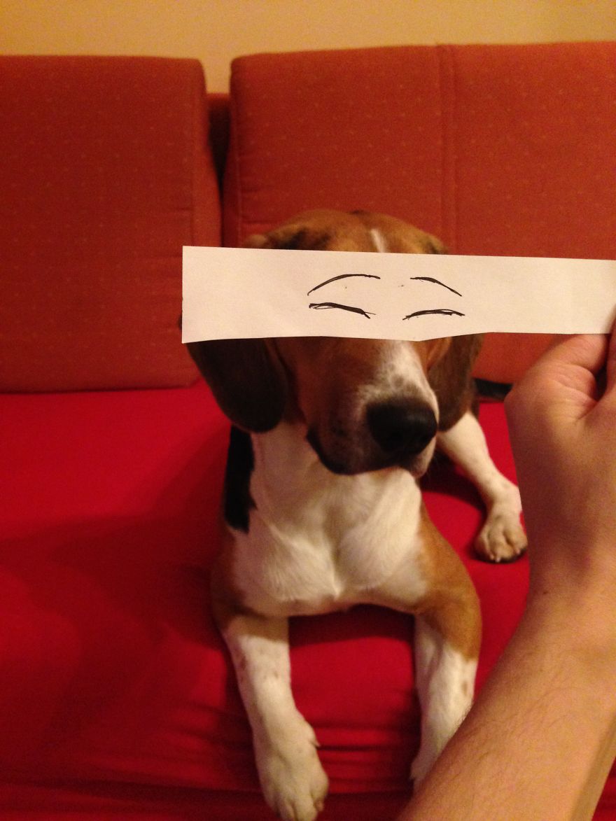 I Create Funny Eye Illustrations For My Dog Juno I Create Funny Eye Illustrations For My Dog Juno