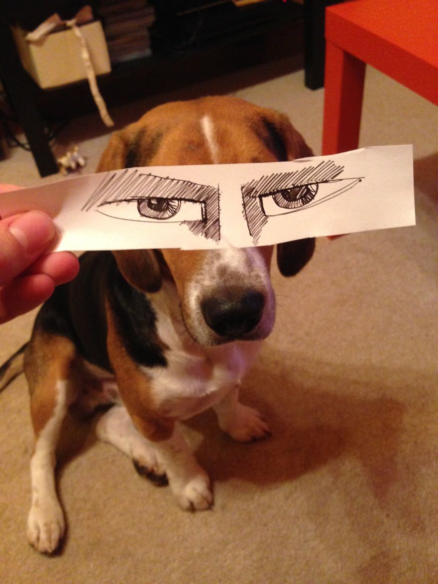 I Create Funny Eye Illustrations For My Dog Juno I Create Funny Eye Illustrations For My Dog Juno