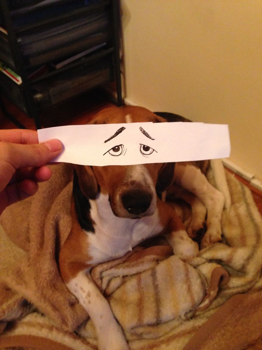 I Create Funny Eye Illustrations For My Dog Juno