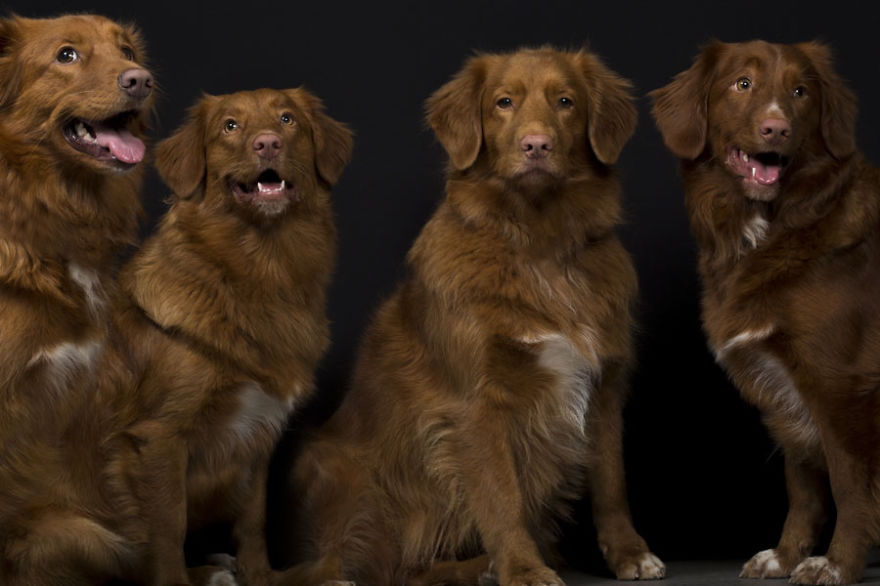 I Take Personal Portraits Of Dogs, Cats And Horses I Take Personal Portraits Of Dogs, Cats And Horses