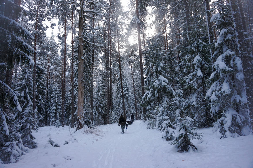 Estonian Winter Wonderland