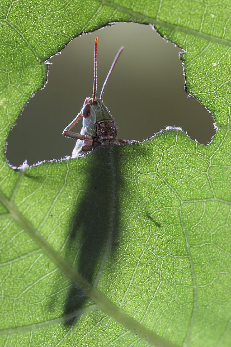 Fairy Tales Within Macro Photography By Vadim Trunov