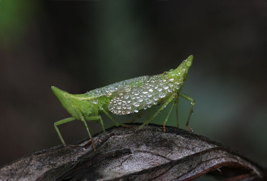 Fairy Tales Within Macro Photography By Vadim Trunov