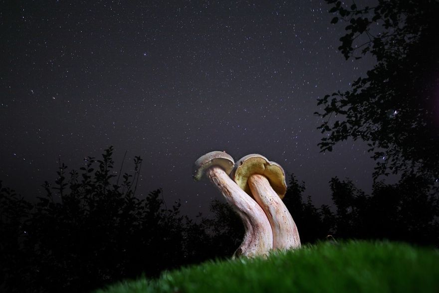 Fairy Tales Within Macro Photography By Vadim Trunov