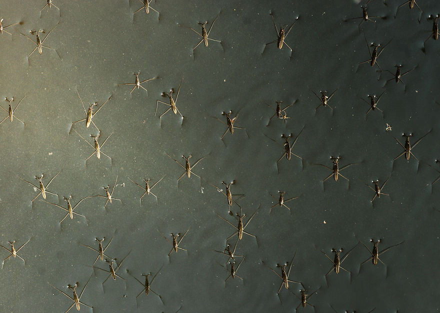 Fairy Tales Within Macro Photography By Vadim Trunov