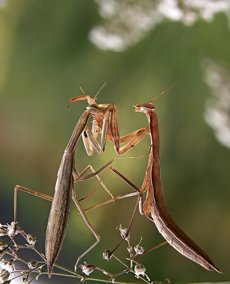 Fairy Tales Within Macro Photography By Vadim Trunov