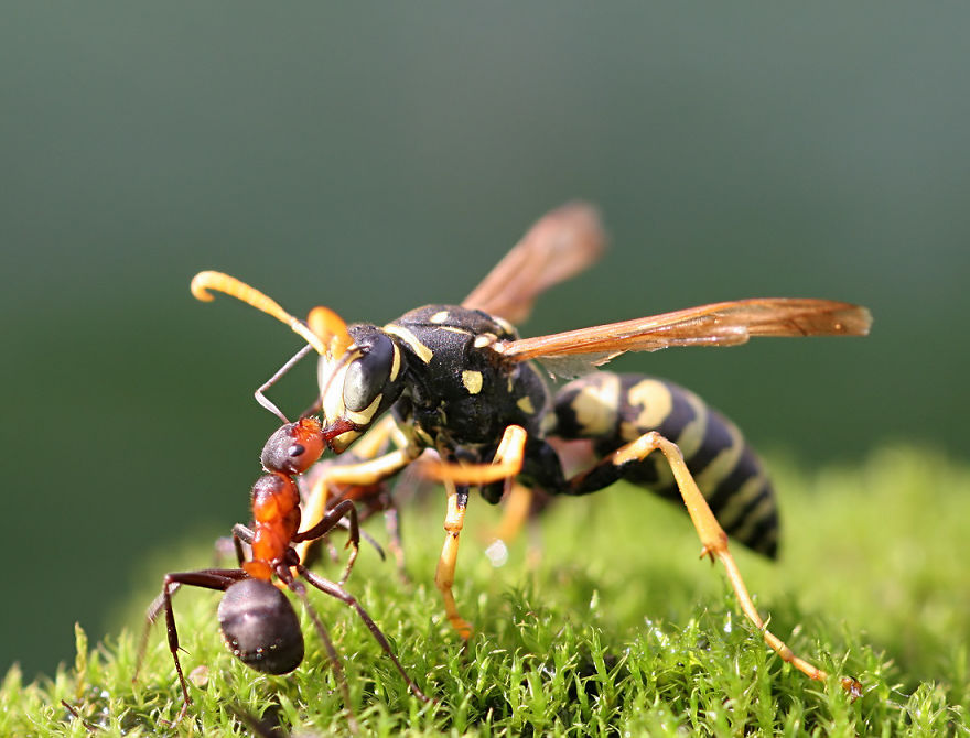 Fairy Tales Within Macro Photography By Vadim Trunov Fairy Tales Within Macro Photography By Vadim Trunov