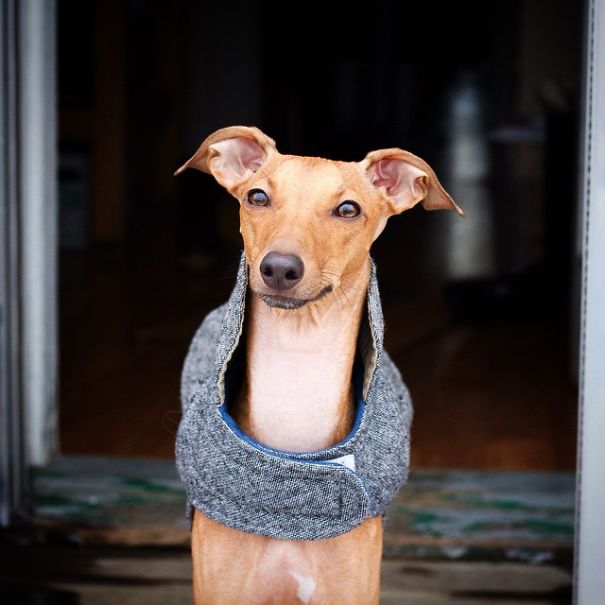 Fashion Advice From Iggy Joey Fashion Advice From Iggy Joey