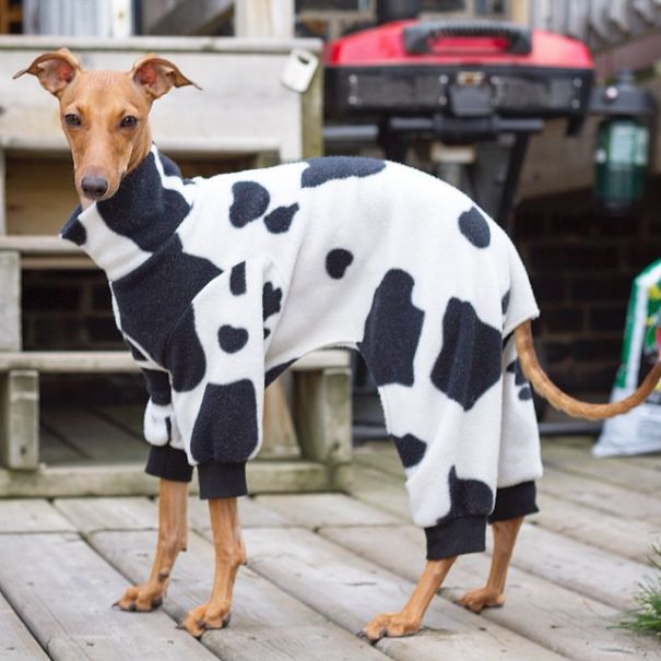 Fashion Advice From Iggy Joey Fashion Advice From Iggy Joey