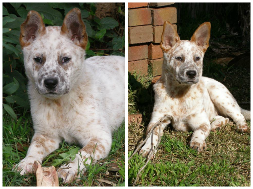 Coupe At 11 Weeks And At 12 Mths, He Is A Deaf Australian Cattle Dog
