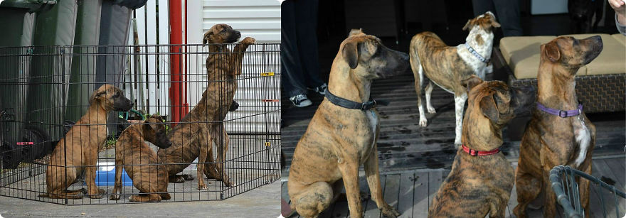 The Walgett Pups At 8 Weeks And At There One Year Reunion